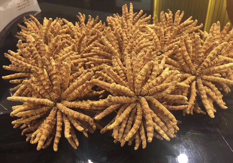 连南虫草回收每克多少钱