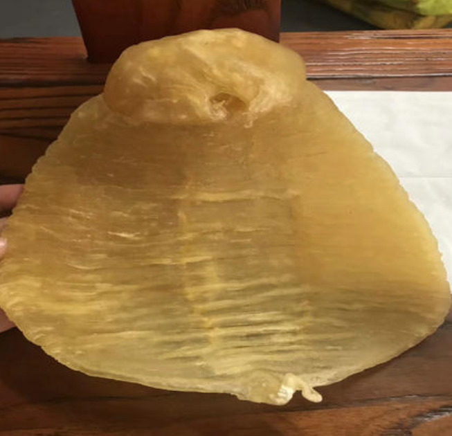 阳山鱼胶回收 