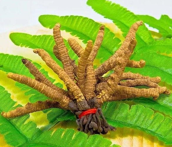 清远哪里有虫草回收的地方