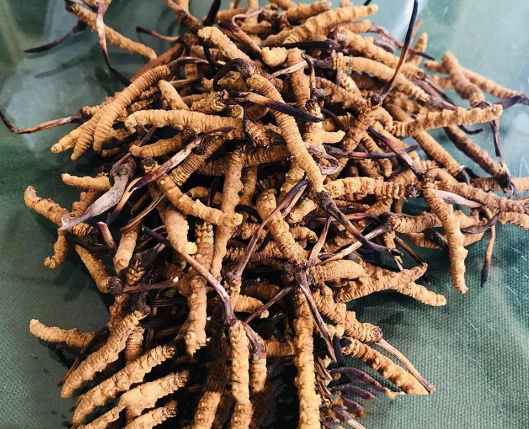 清远有虫草回收档口吗