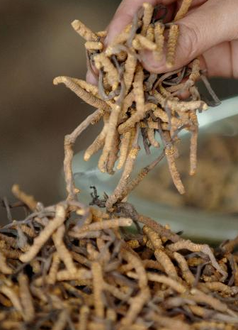 清城上门虫草回收24小时