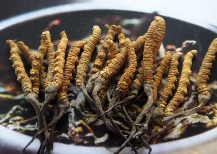 阳山盒装虫草回收多少钱