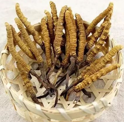 连山哪里有虫草回收地方