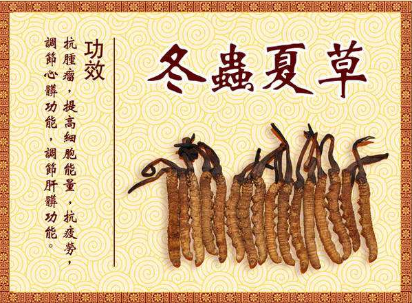 英德虫草回收一斤价格多少