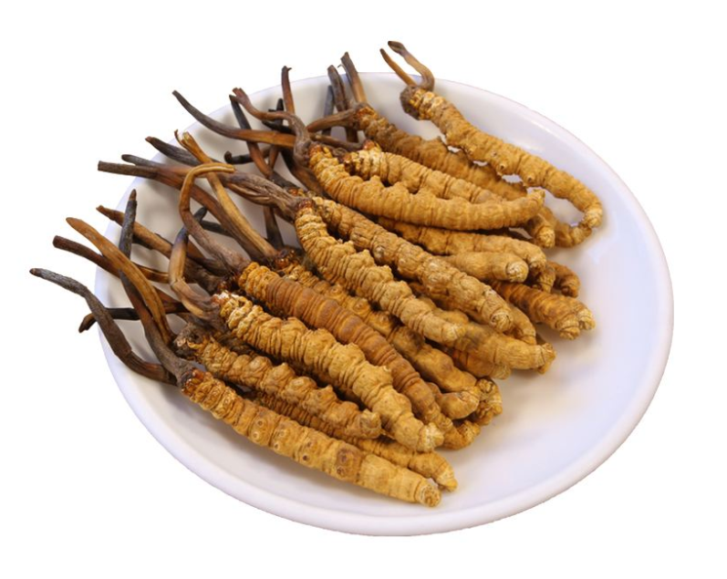 虫草该怎样保存