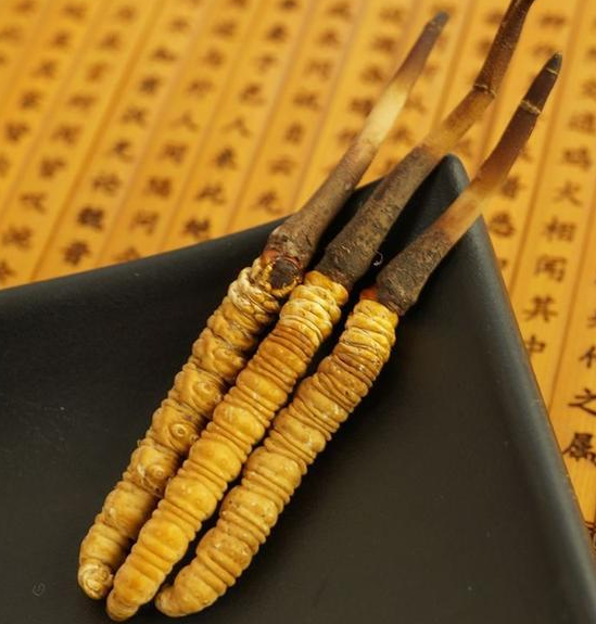 清城虫草回收现在多少钱一克